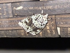 Lacinipolia implicata