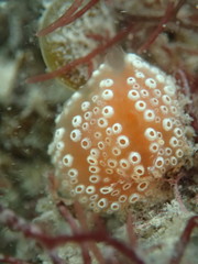 Aplidium opacum