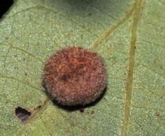 Philonix fulvicollis