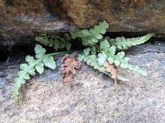Asplenium pinnatifidum
