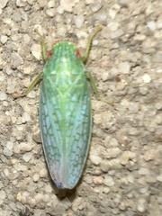 Gyponana