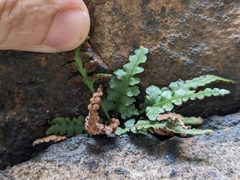 Asplenium pinnatifidum