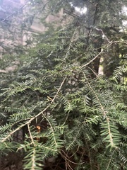 Tsuga canadensis