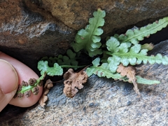 Asplenium pinnatifidum