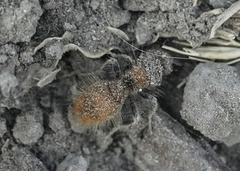 Sphaeropthalma unicolor