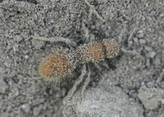 Sphaeropthalma unicolor