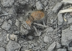 Sphaeropthalma unicolor