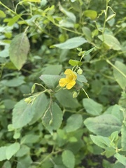 Impatiens pallida