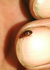 Bradycellus verbasci