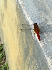 Rhodothemis rufa