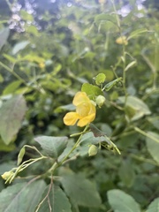 Impatiens pallida