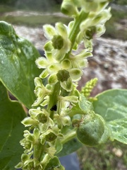 Phytolacca octandra