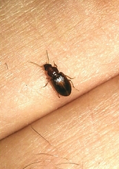 Bradycellus verbasci