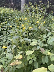 Impatiens pallida