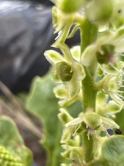 Phytolacca octandra