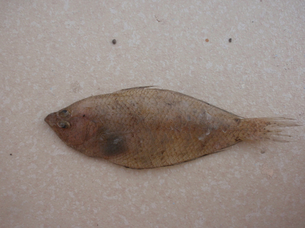 Gevlekte bot (Citharus linguatula) — Citharidae