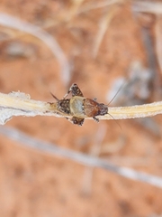 Cycloptilum comprehendens