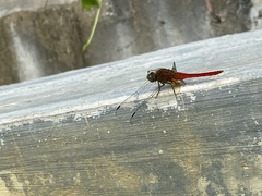 Rhodothemis rufa