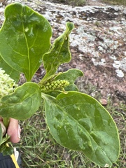 Phytolacca octandra
