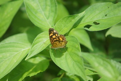 Anthanassa drusilla