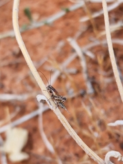 Cycloptilum comprehendens