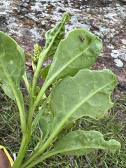 Phytolacca octandra