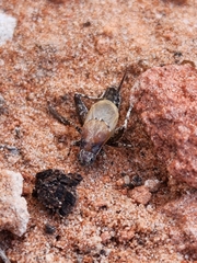 Cycloptilum comprehendens