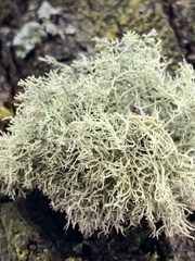 Usnea subfloridana
