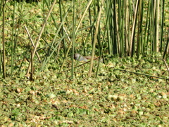 Porphyriops melanops