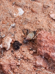 Cycloptilum comprehendens