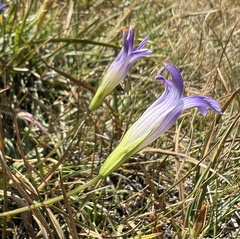 Gentianopsis