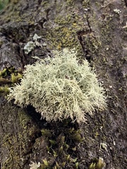 Usnea subfloridana
