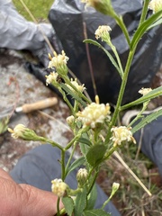 Baccharis sordescens