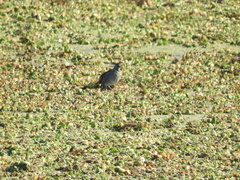 Porphyriops melanops