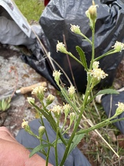 Baccharis sordescens
