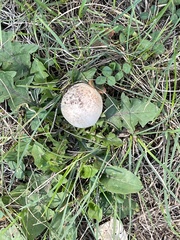 Agaricus arvensis