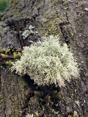 Usnea subfloridana