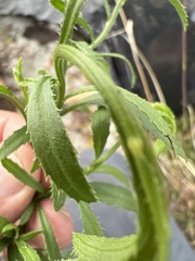 Baccharis sordescens