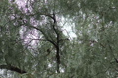 Psaltriparus minimus