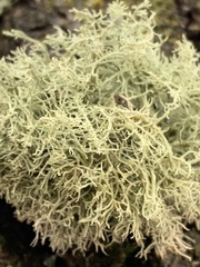 Usnea subfloridana