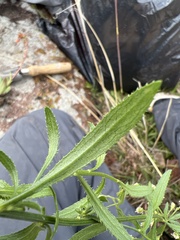 Baccharis sordescens