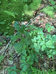 Rhododendron periclymenoides