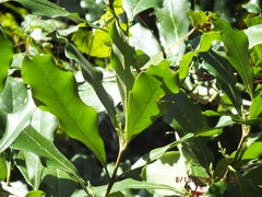 Cartrema americana