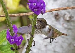 Selasphorus flammula