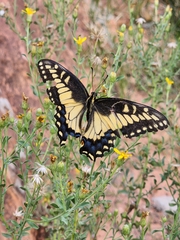 Papilio polyxenes rudkini