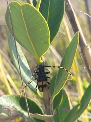 Dendrobias mandibularis