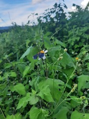 Melanchroia chephise