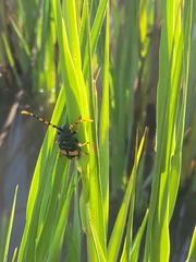 Dendrobias mandibularis