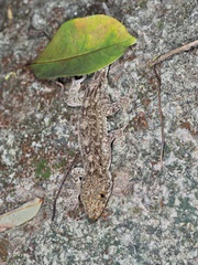 Gekko chinensis