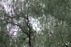 Psaltriparus minimus